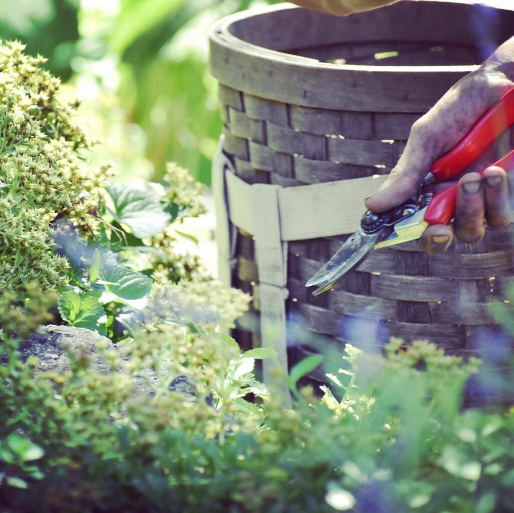 Garden & Landscape Maintenance