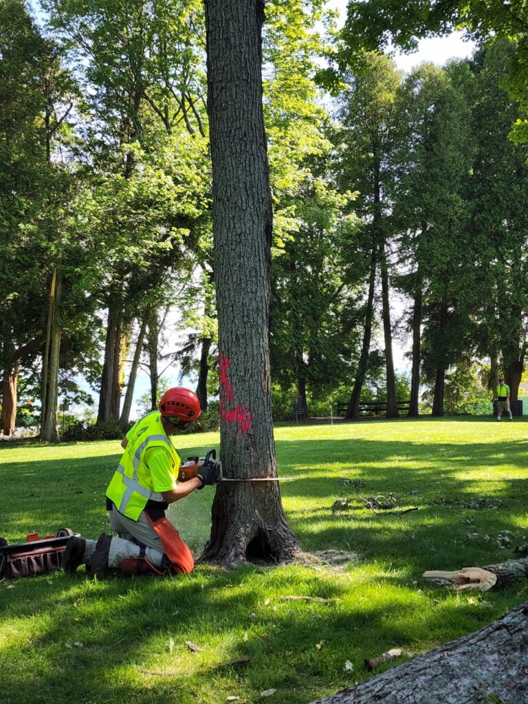 The Steps Arborists Take to Remove Trees Safely