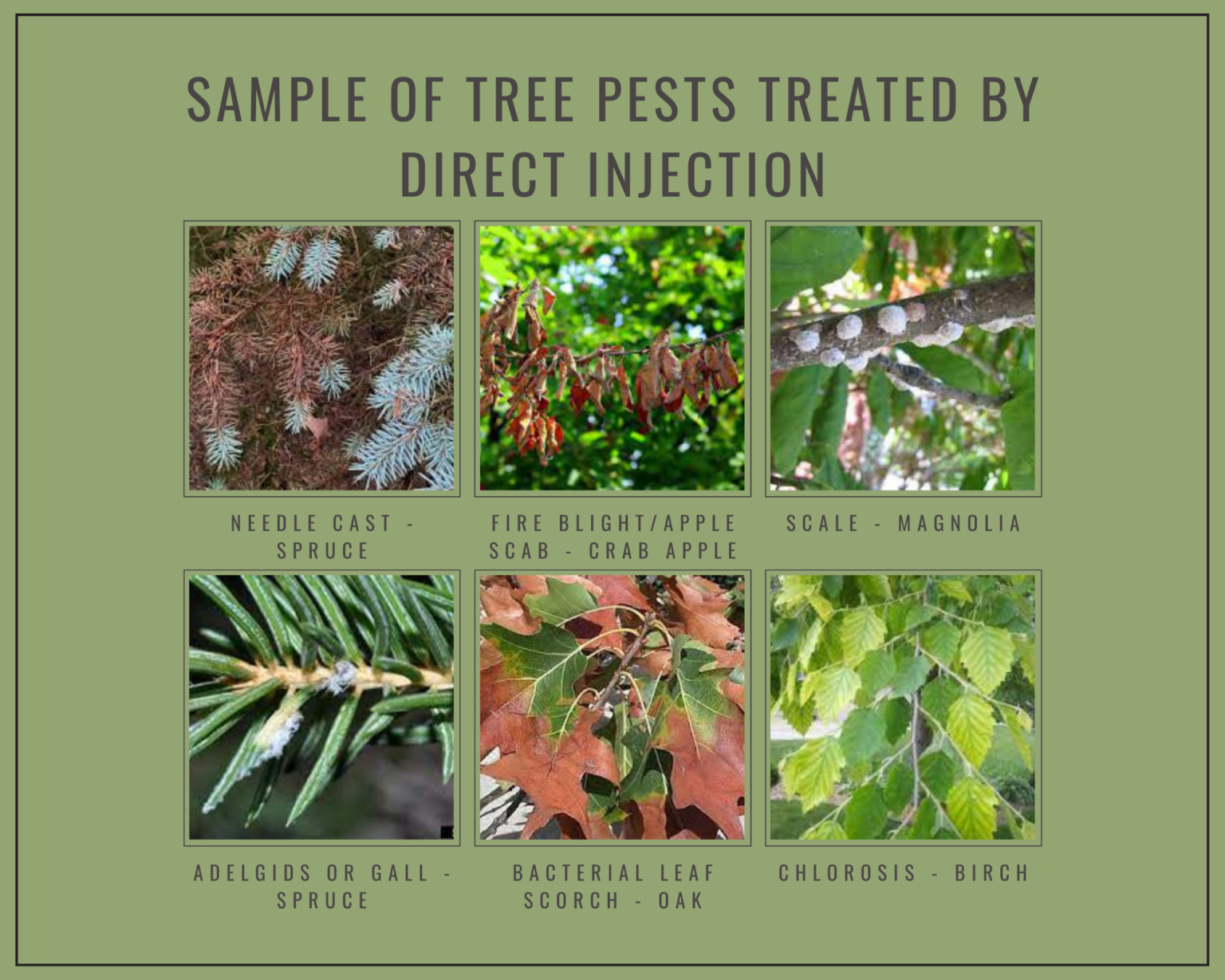 Sick Trees? Direct Injection for Healthier Trees - Landmark Landscapes, Inc