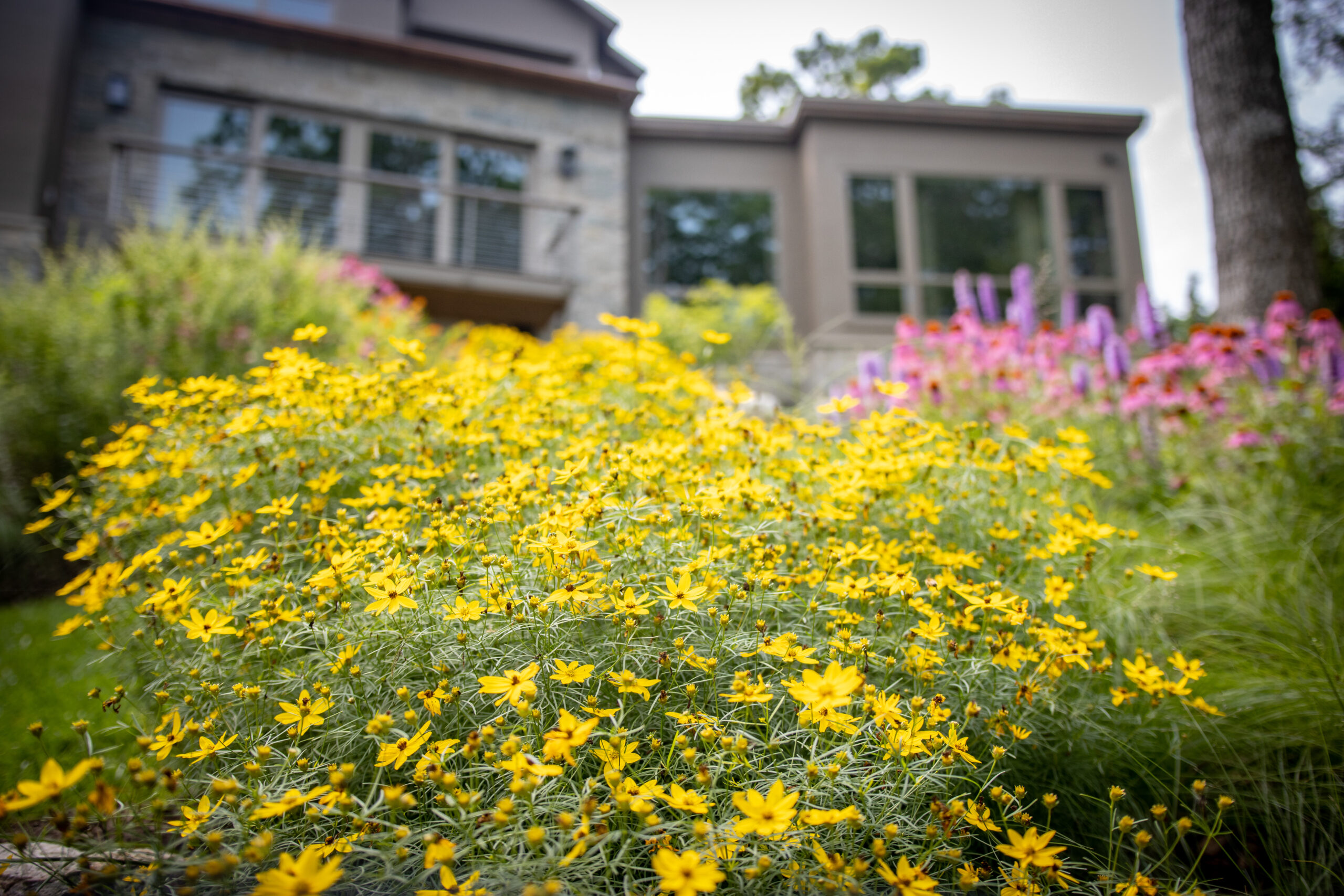 Coreopsis Zagreb Beautiful and Durable Landmark Landscapes, Inc