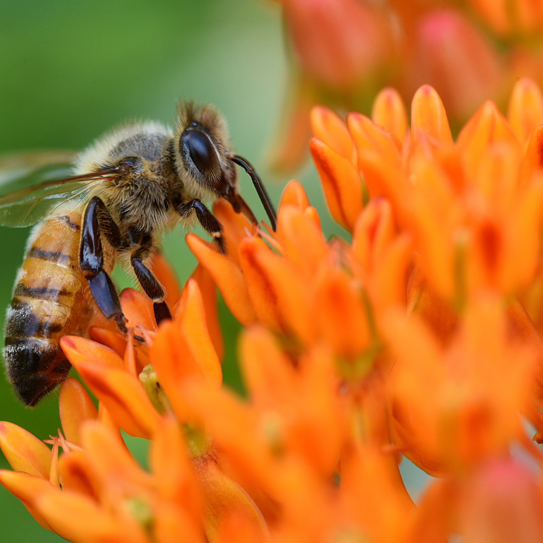 Celebrating National Pollinator Week: June 19th - 25th, 2023 - Landmark ...
