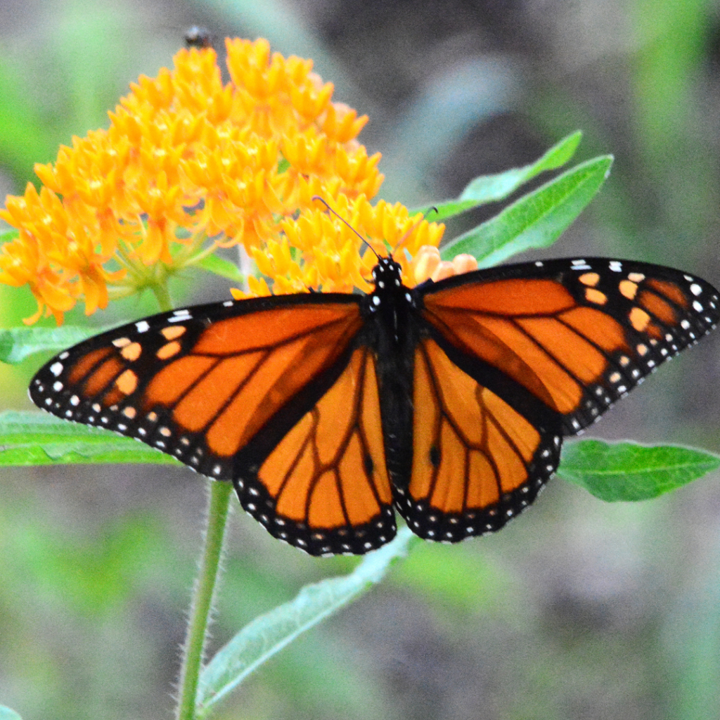 Butterfly Weed - Bright Beautiful Monarch Host - Landmark Landscapes, Inc