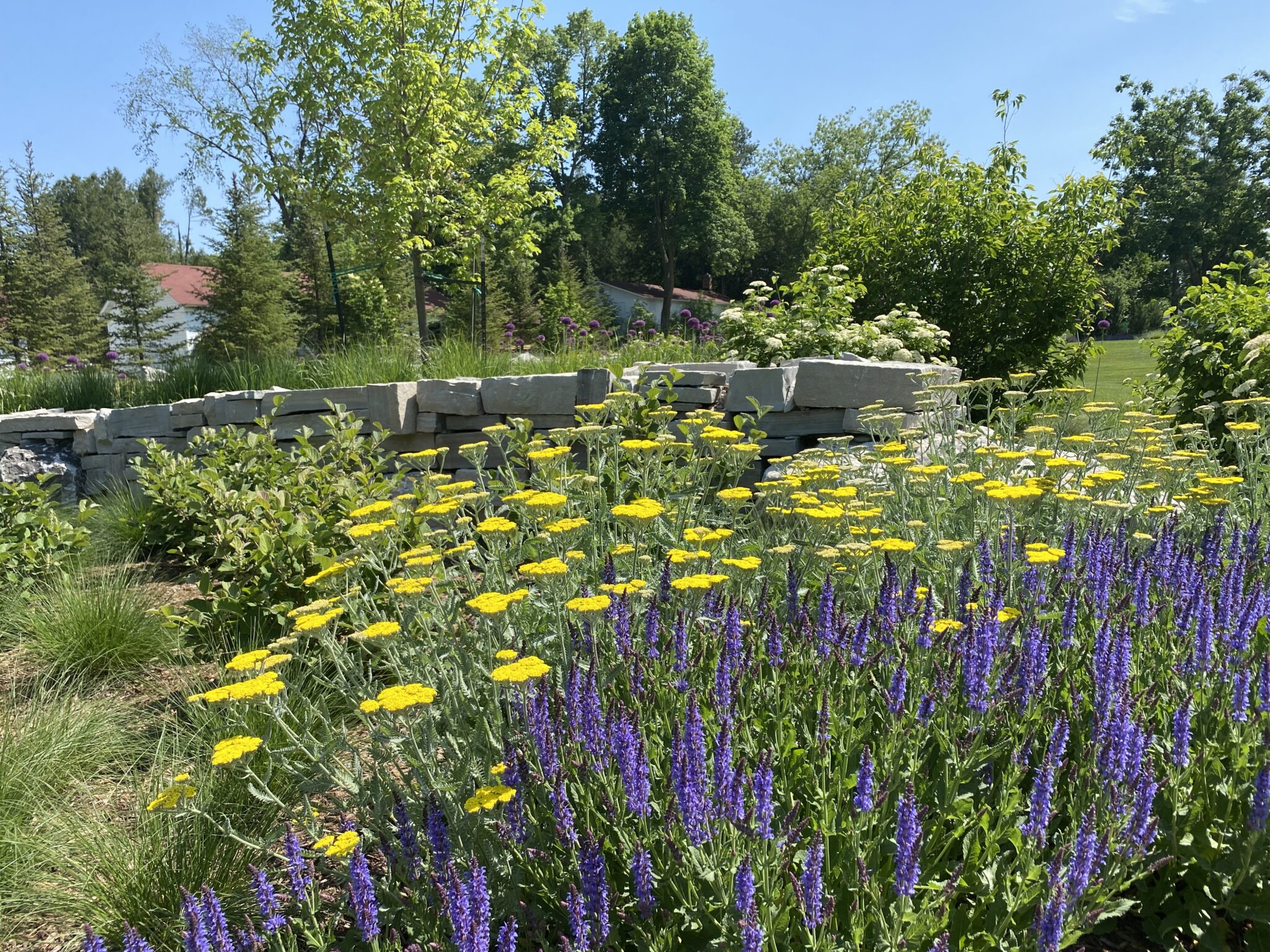 Illuminating Landscapes Moonshine Yarrow in Garden Design Landmark